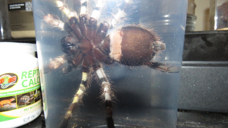 5in p regalis