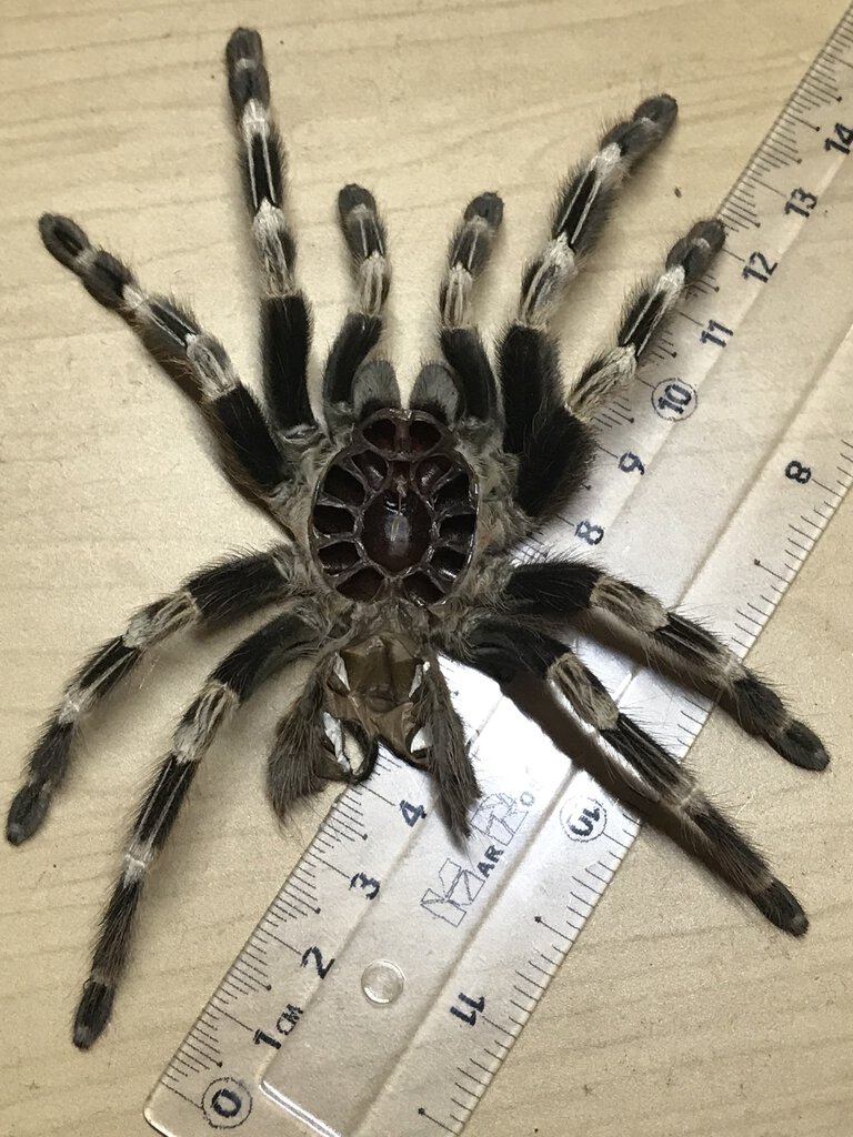 6” n. chromatus Female