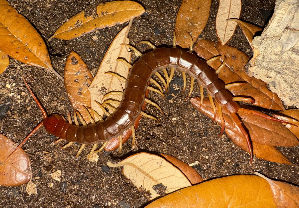 6” Scolopendra dehaani “Thai Flame” (Thai Giant Centipede)