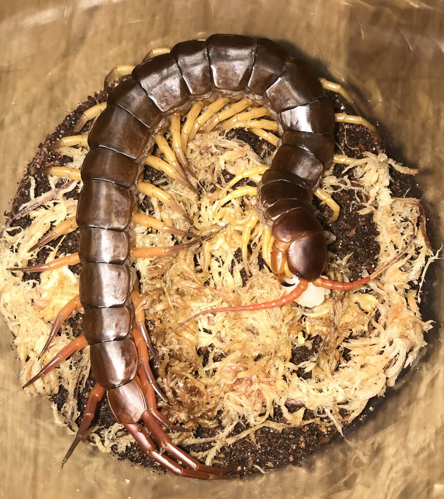 6”+ Scolopendra dehaani “Thai Yellow Legs” (Thai Giant Centipede)