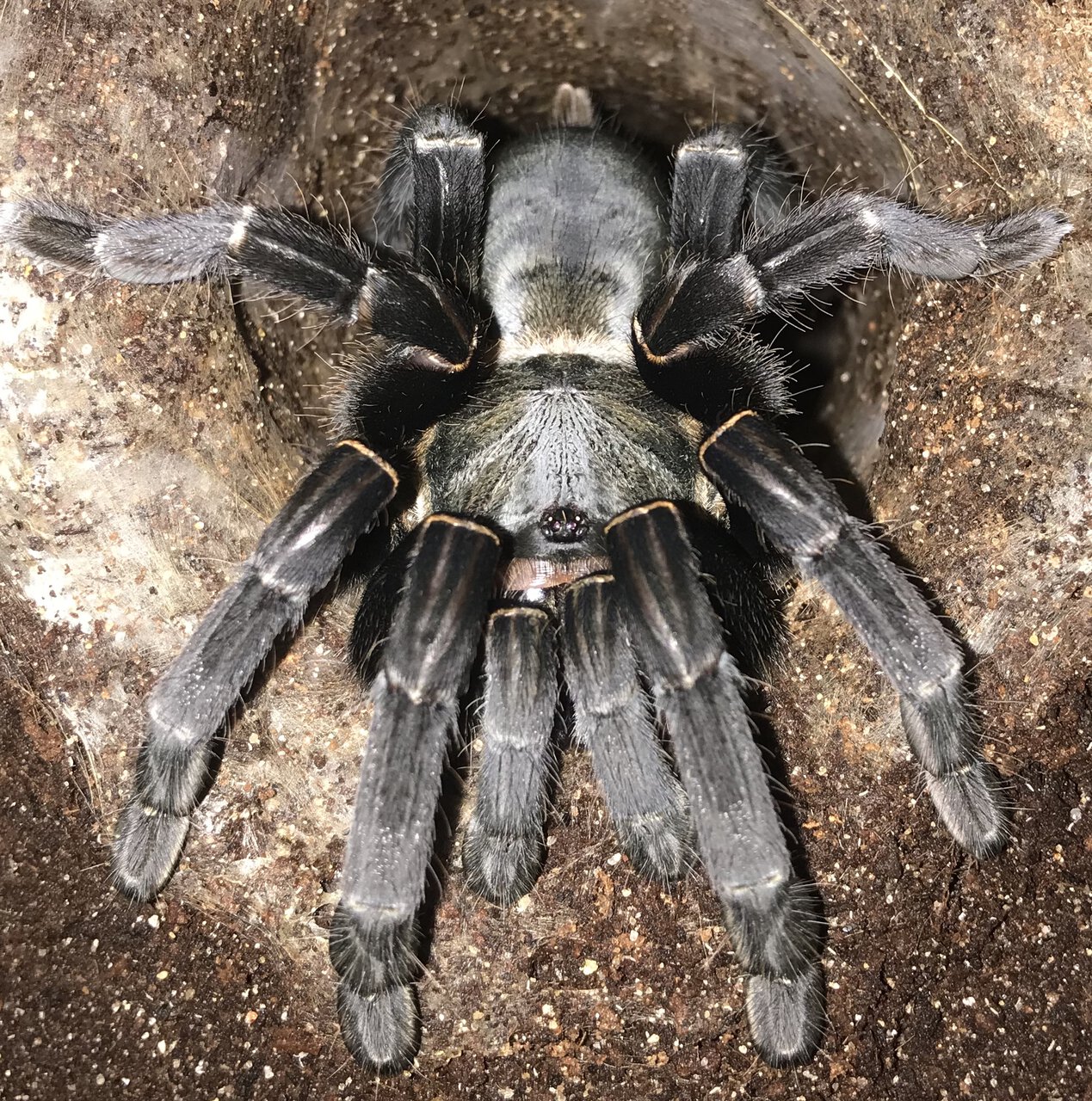 6.25”-6.75” Female Cyriopagopus minax (Thailand Black Tarantula)