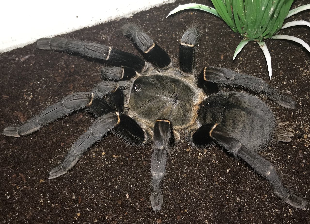 6.25”-6.75” Female Cyriopagopus minax (Thailand Black Tarantula)