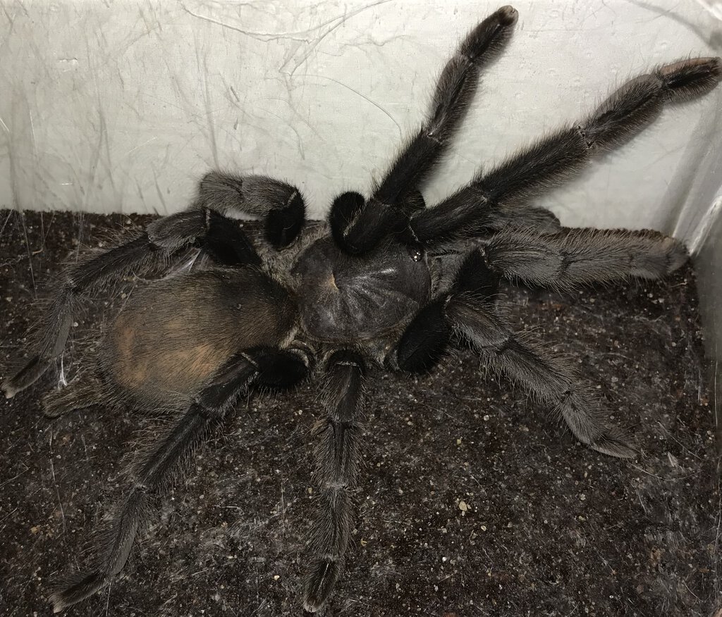 6.25”-6.75” Suspect Female Chilobrachys andersoni “Dark Morph” (Burmese Mustard Tarantula)