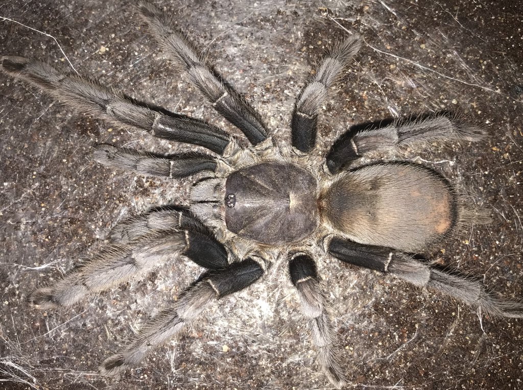 6.25”-6.75” Suspect Female Chilobrachys andersoni “Dark Morph” (Burmese Mustard Tarantula)