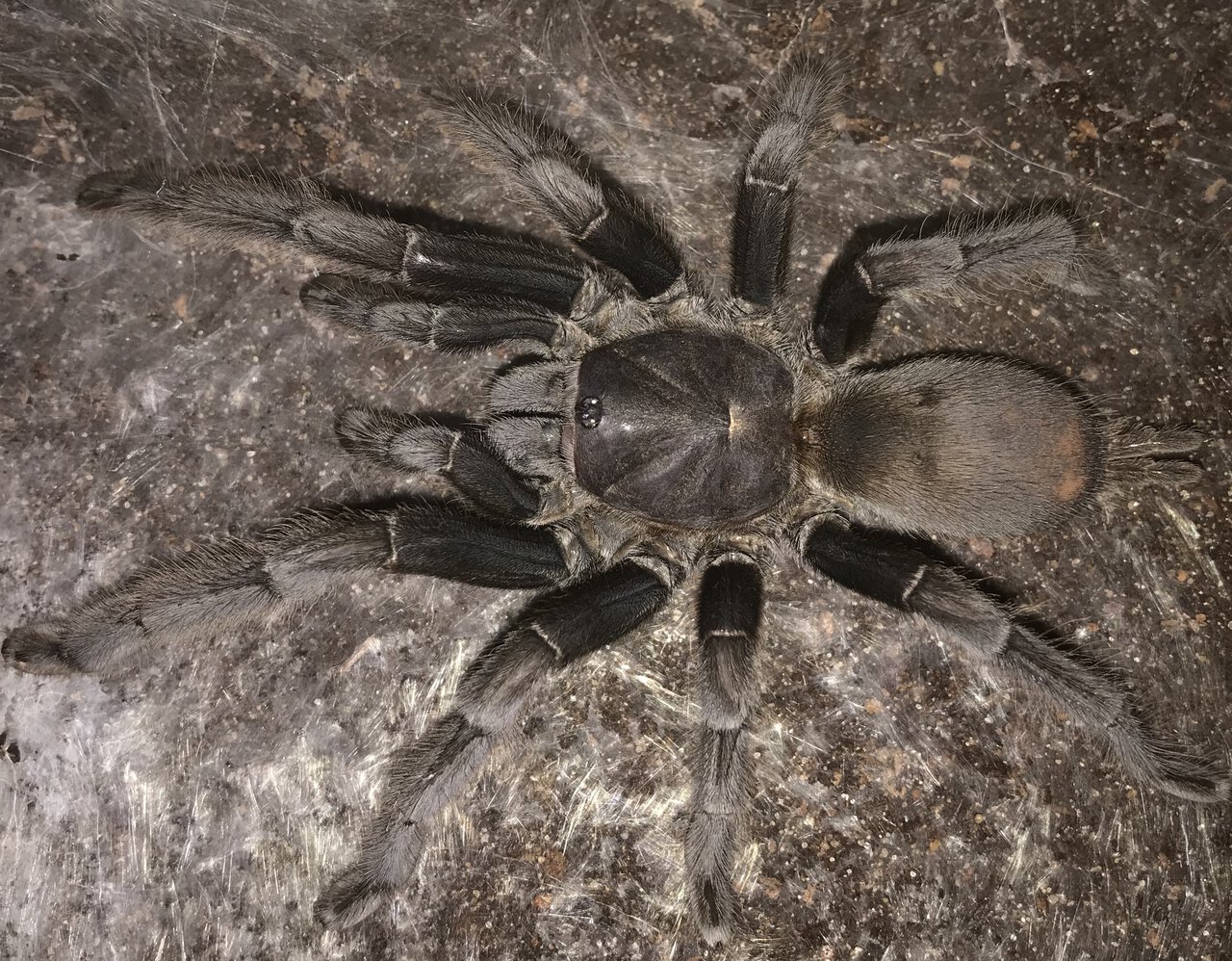 6.25”-6.75” Suspect Female Chilobrachys andersoni “Dark Morph” (Burmese Mustard Tarantula)