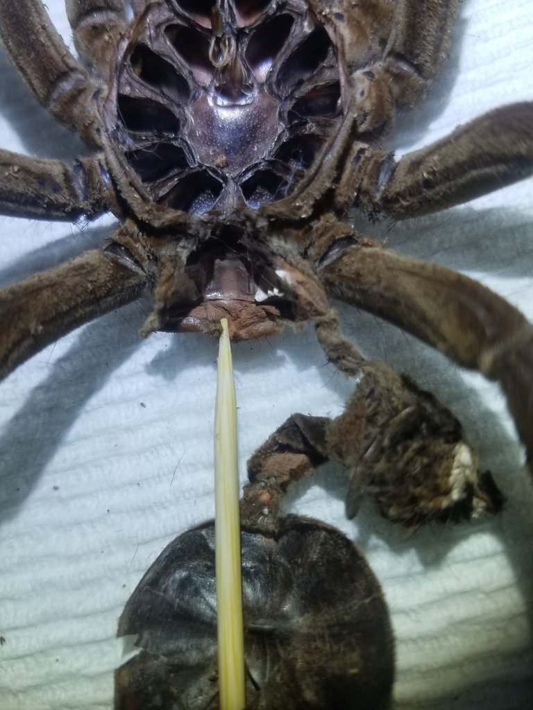 6.5" T. stirmi