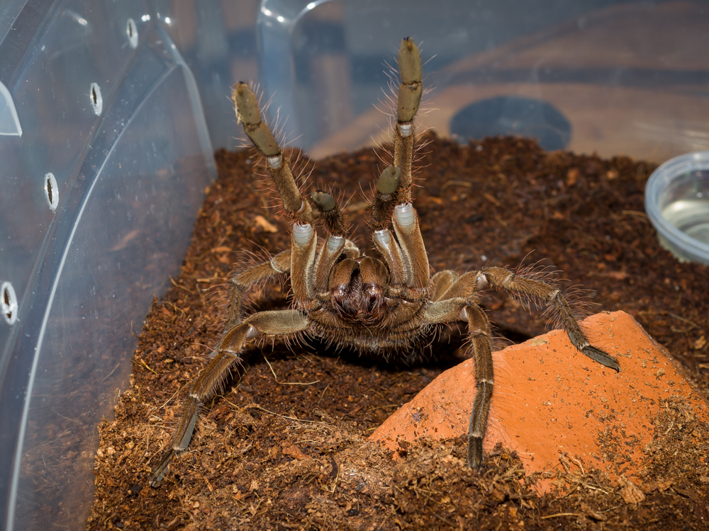 6-7" T. stirmi Giving Out High Fives