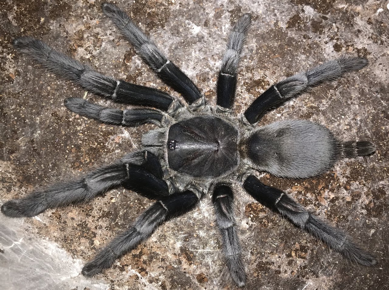 6.75”-7.25” Female Chilobrachys andersoni “Dark Morph” (Burmese Mustard Tarantula)