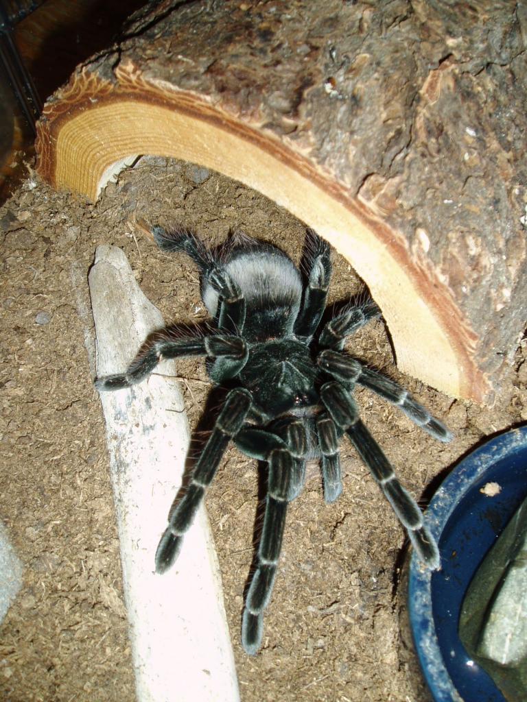 6" Female P. Nigricolor 2