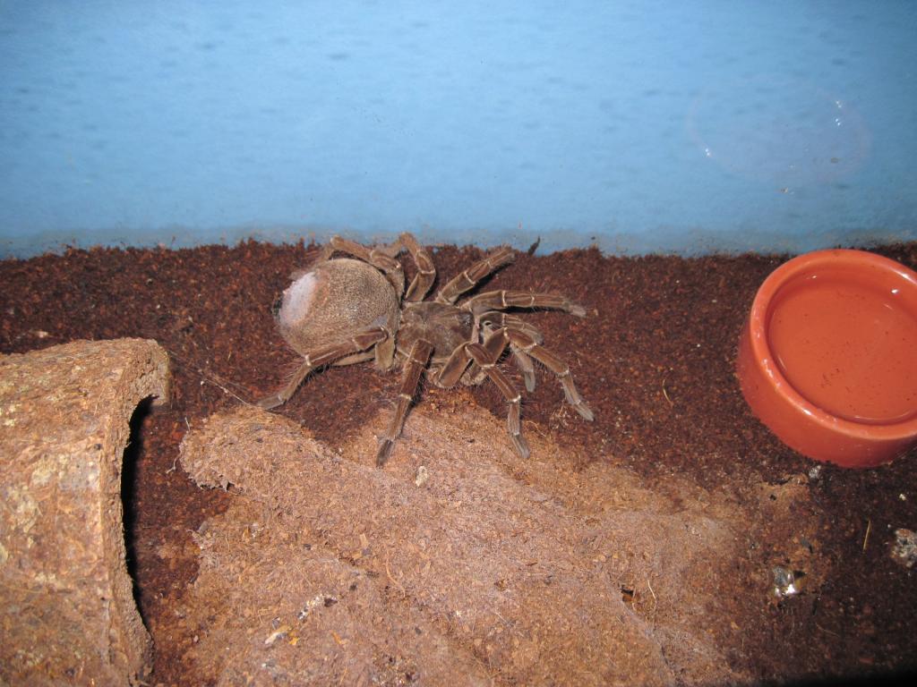 6" Female T Blondi Premolt