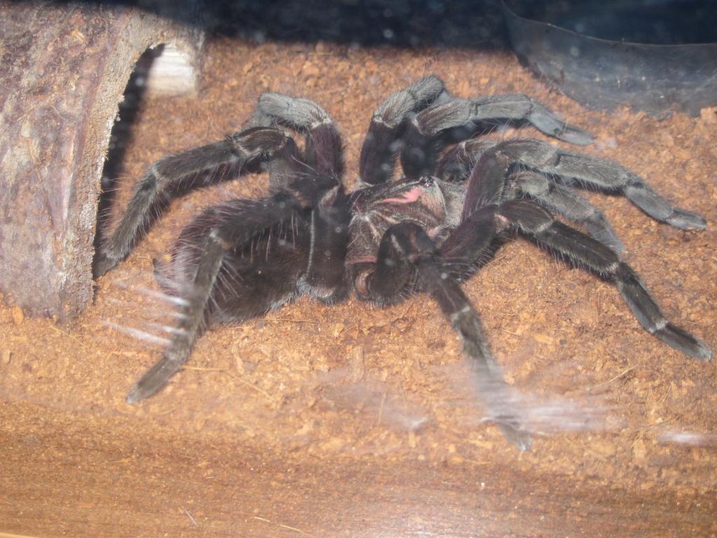 6" Male P Nigricolor
