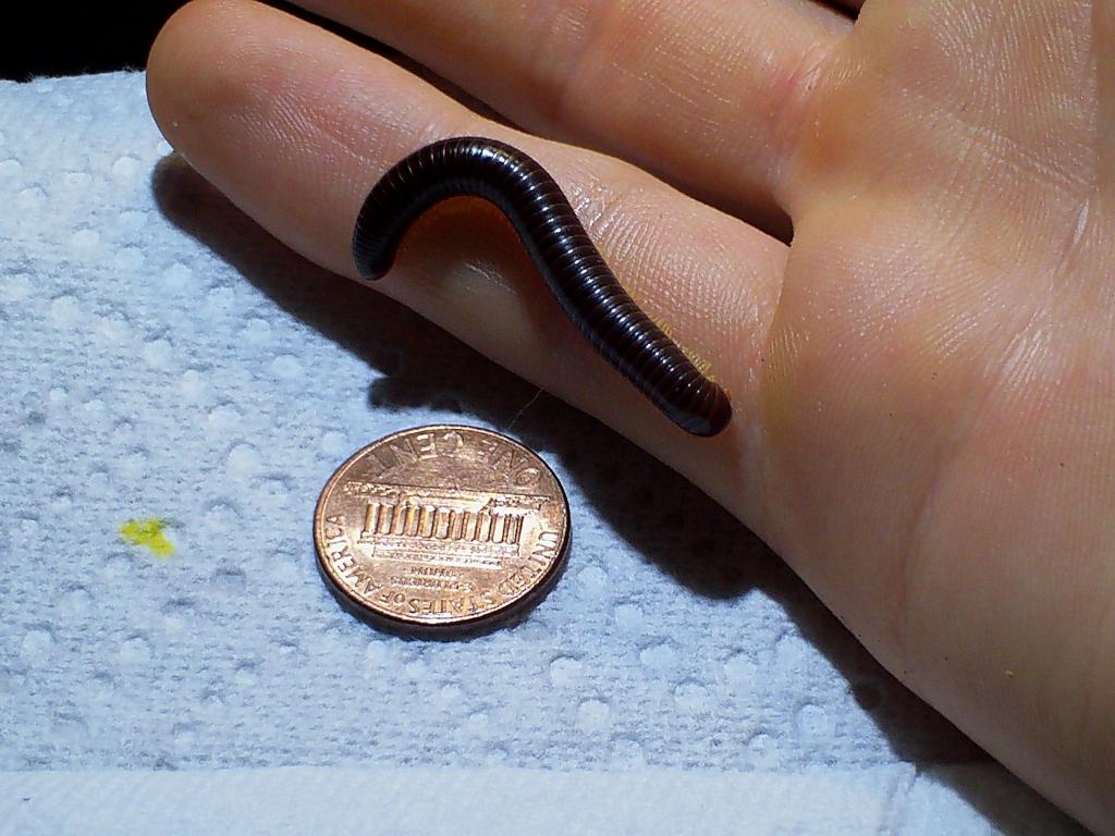 6 month old baby flameleg millipede