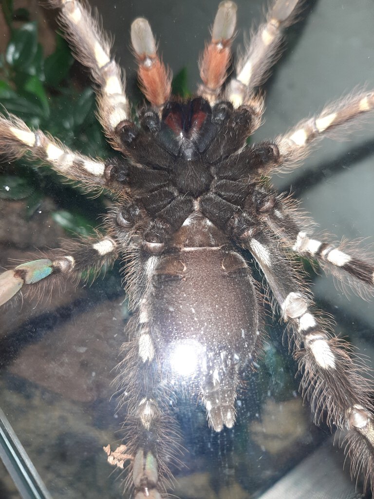 6" Poecilotheria ornata [ventral sexing] [1/2]