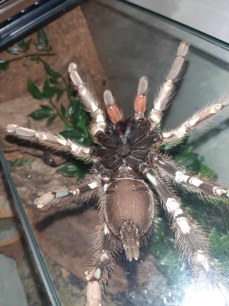 6" Poecilotheria ornata [ventral sexing] [2/2]