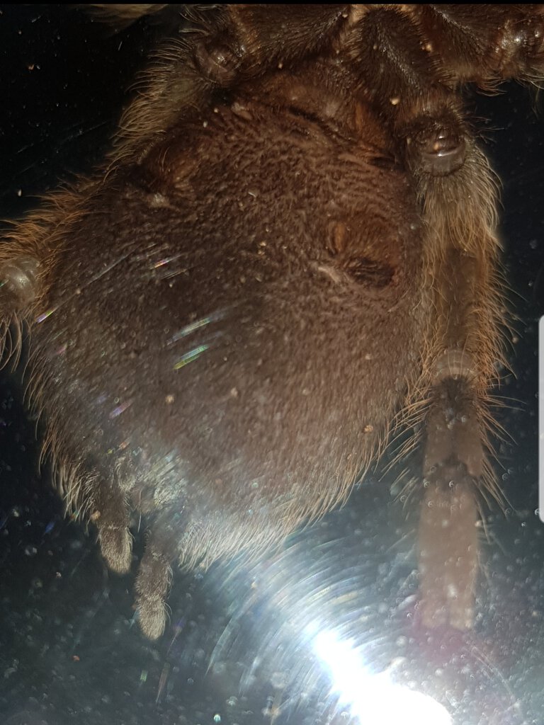 6cm Grammostola porteri [ventral sexing] [2/2]