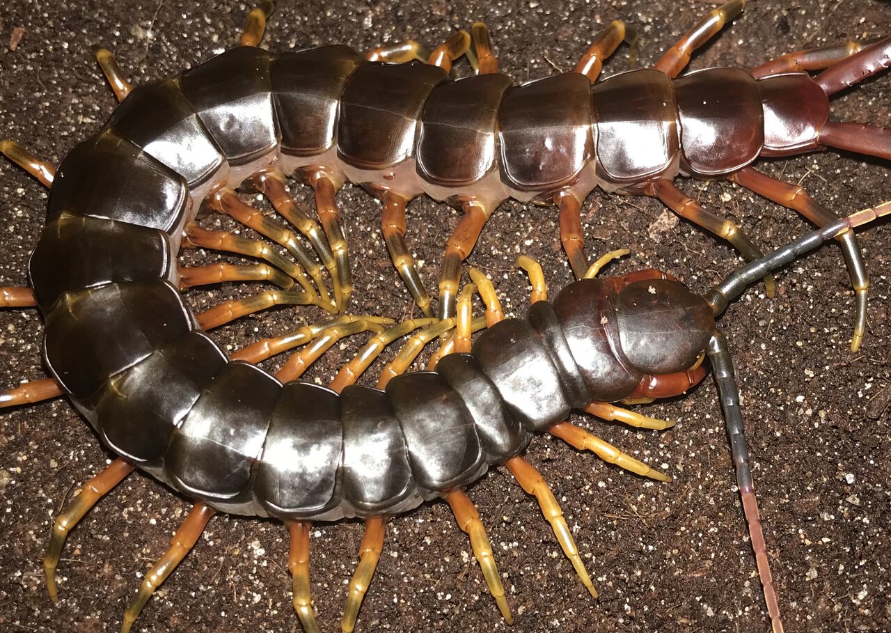 7”-7.25” Suspect Male Scolopendra galapagoensis (Darwin’s Goliath Centipede)
