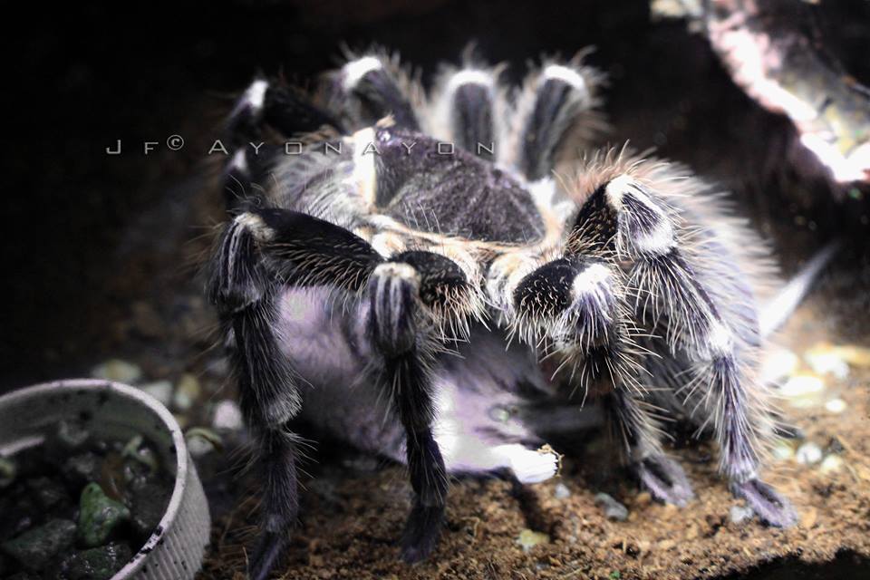 7.5" Acanthoscurria Geniculata FEMALE