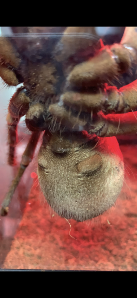 7 inch Theraphosa sp