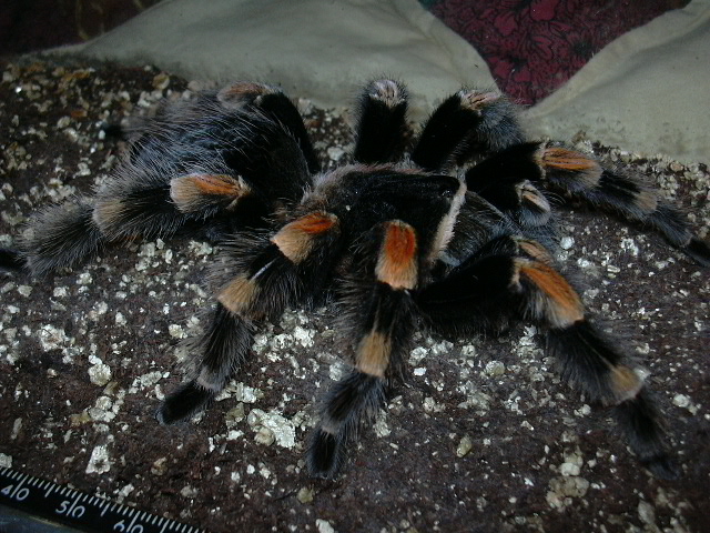 7"+smithi