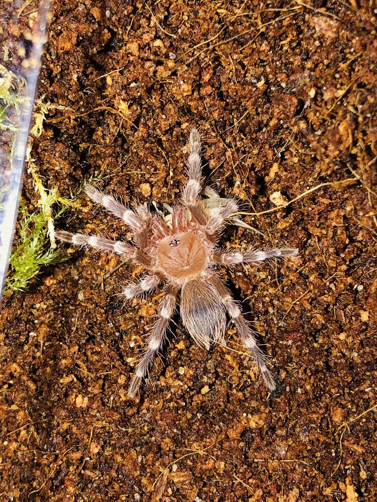 .75’’ A. geniculata