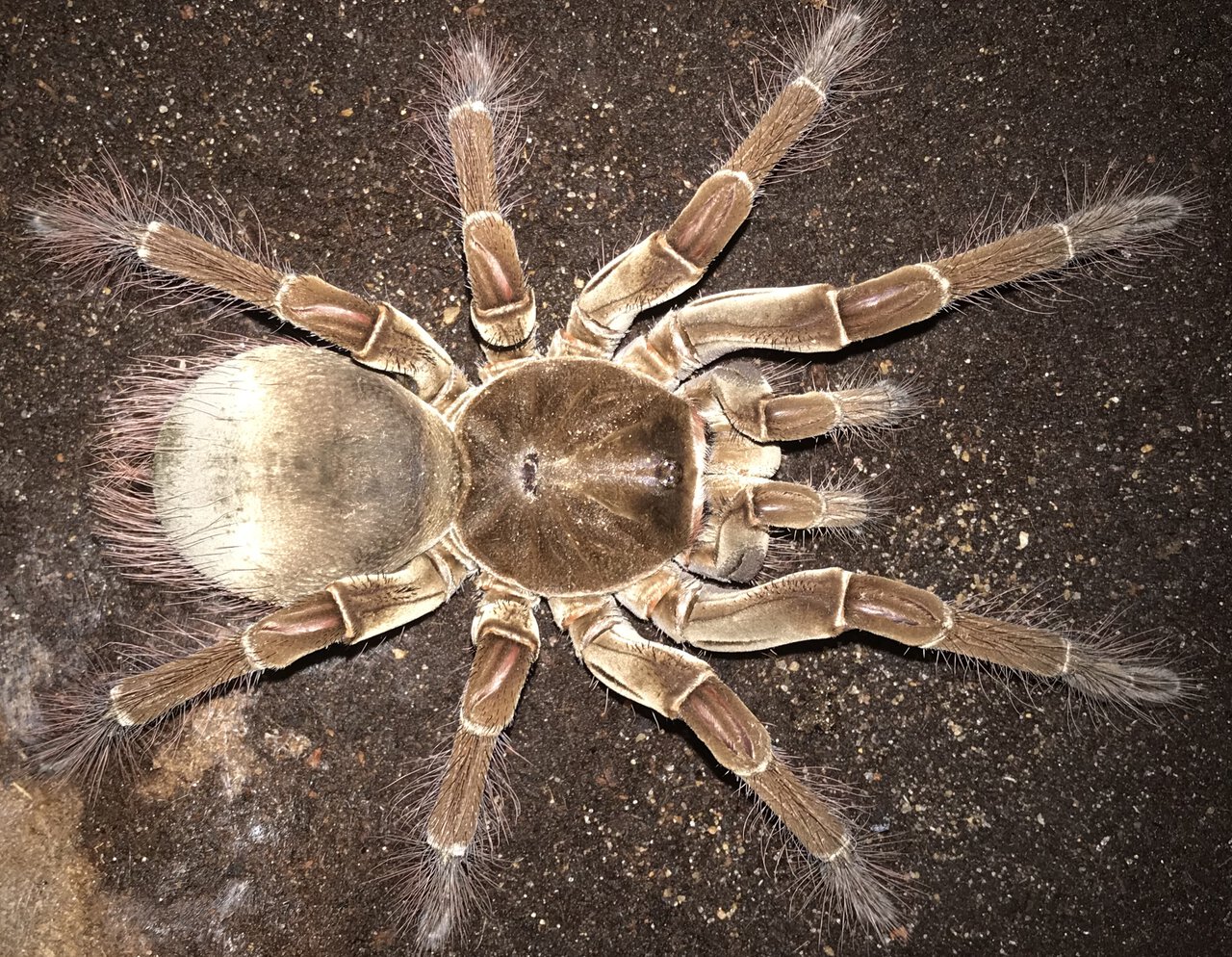 8.25”-8.75” Female Theraphosa stirmi (Burgundy Goliath Birdeater)