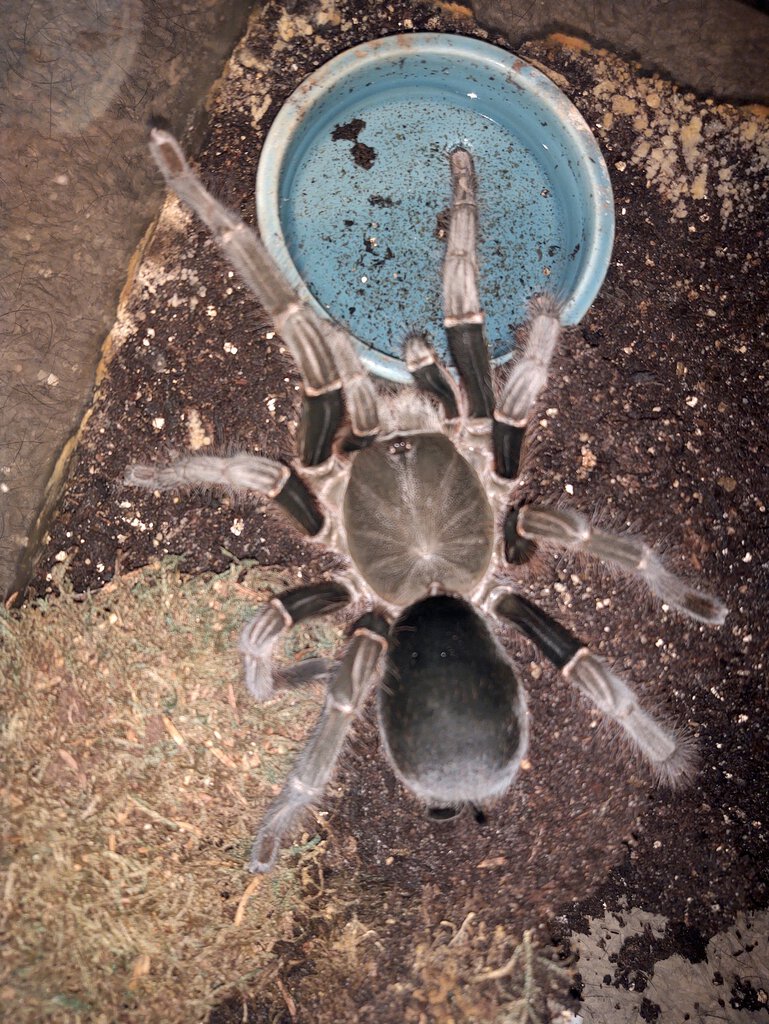 8.5 inch H.Laticeps with 35mm carapace.jpg