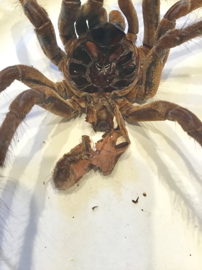 8" Theraphosa stirmi [molt sexing]