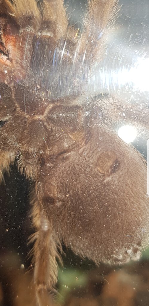 8cm Aphonopelma chalcodes [ventral sexing] [1/2]