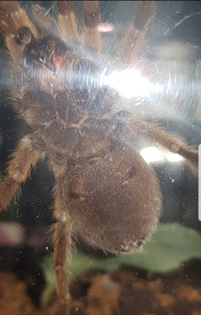 8cm Aphonopelma chalcodes [ventral sexing] [2/2]