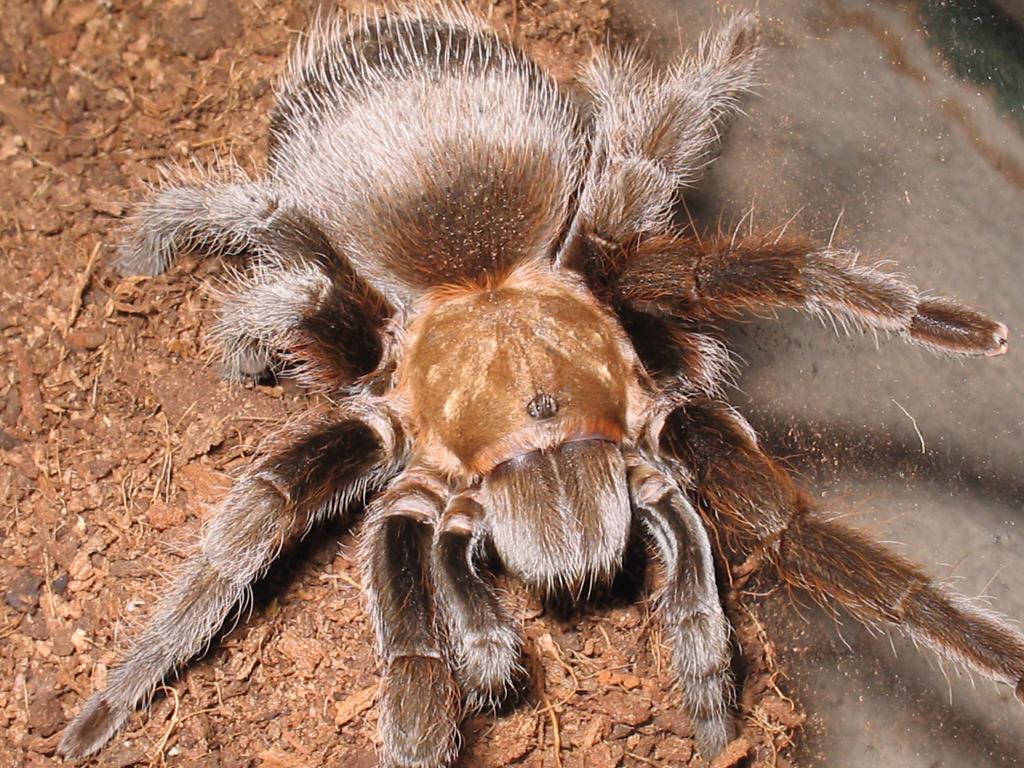 A.anax adult female