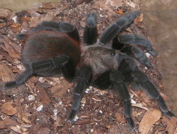 A. anax