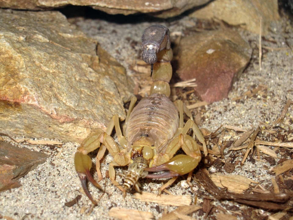 A. Australis Tunisia Adult Female Eating #1