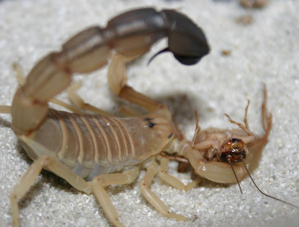 A. Australis with cricket