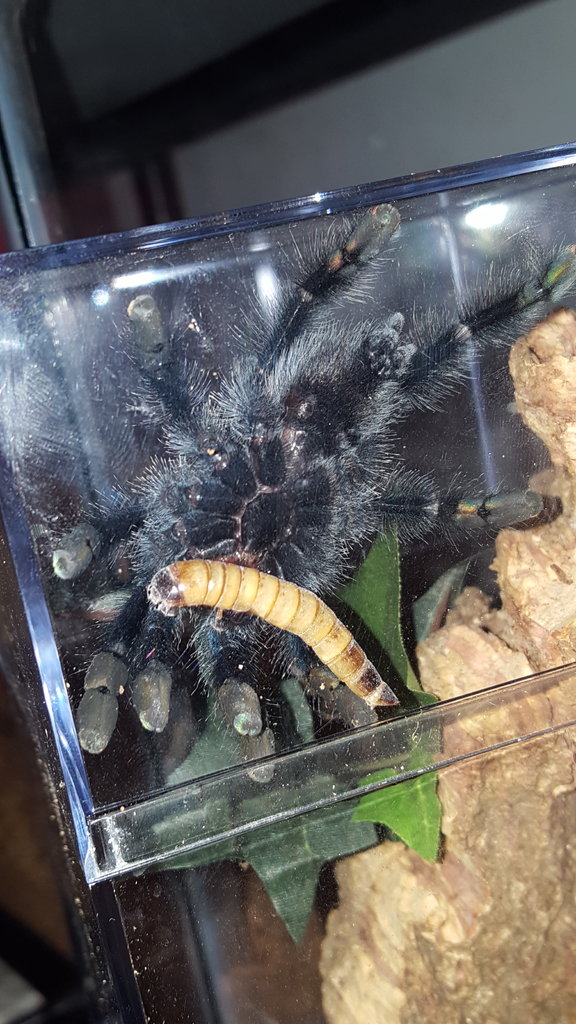 A. Avic Eating