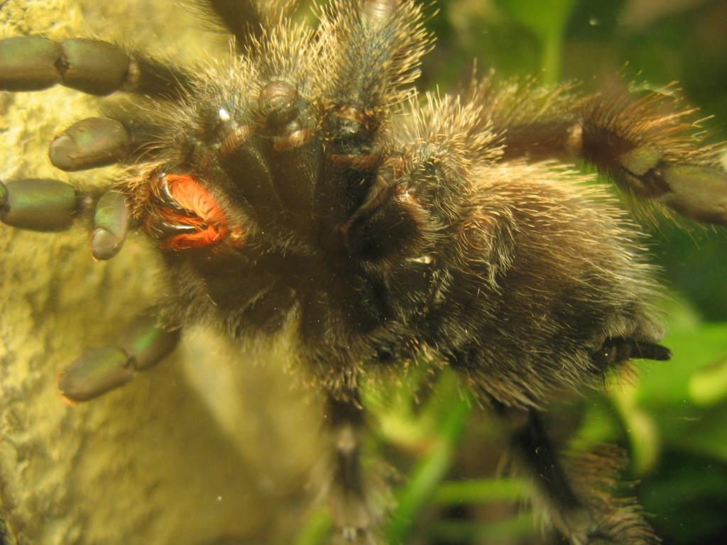 A. Avic (Female?)