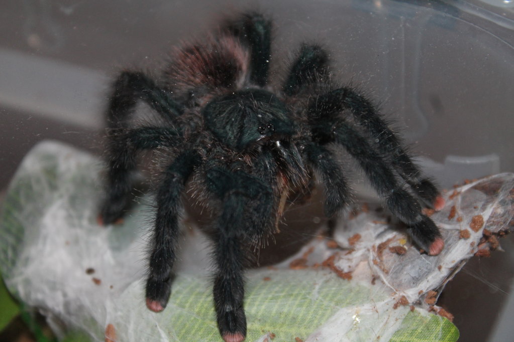 A. Avic having dinner