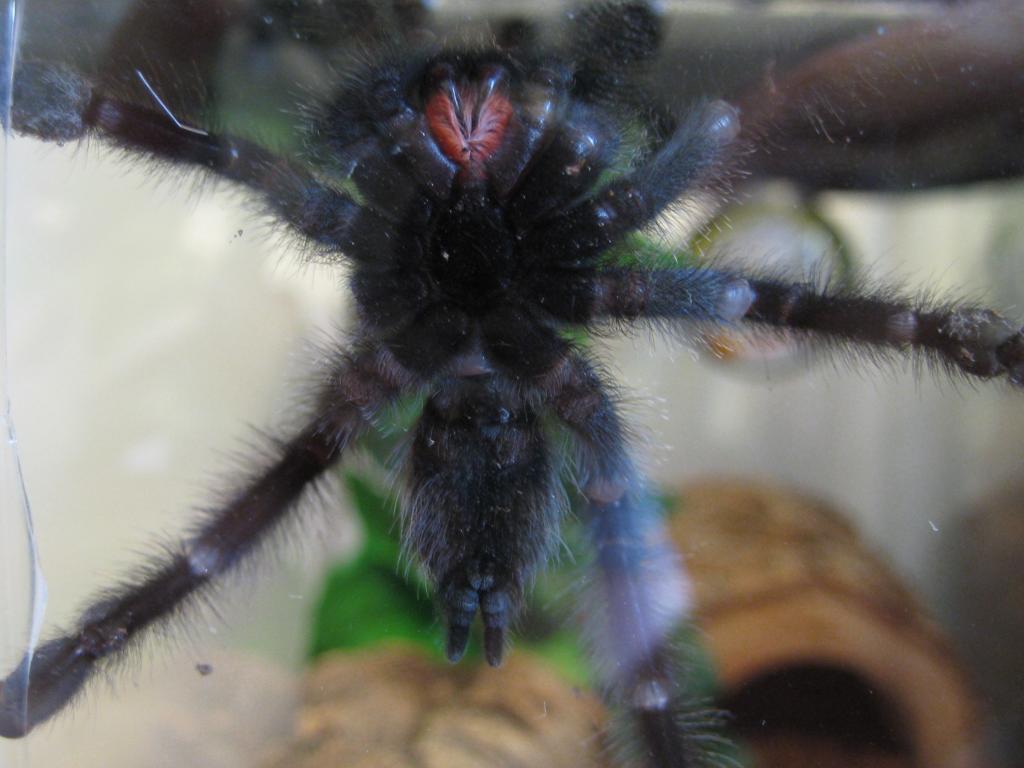 A. Avic Male Or Female?