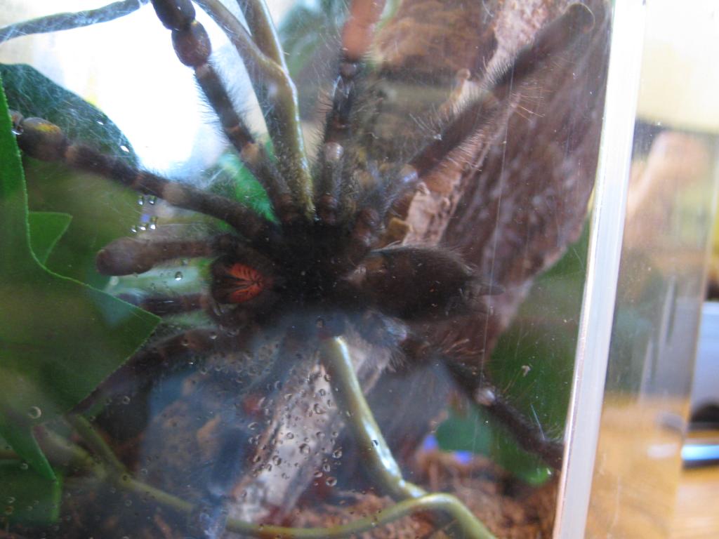 A. Avic Male Or Female?