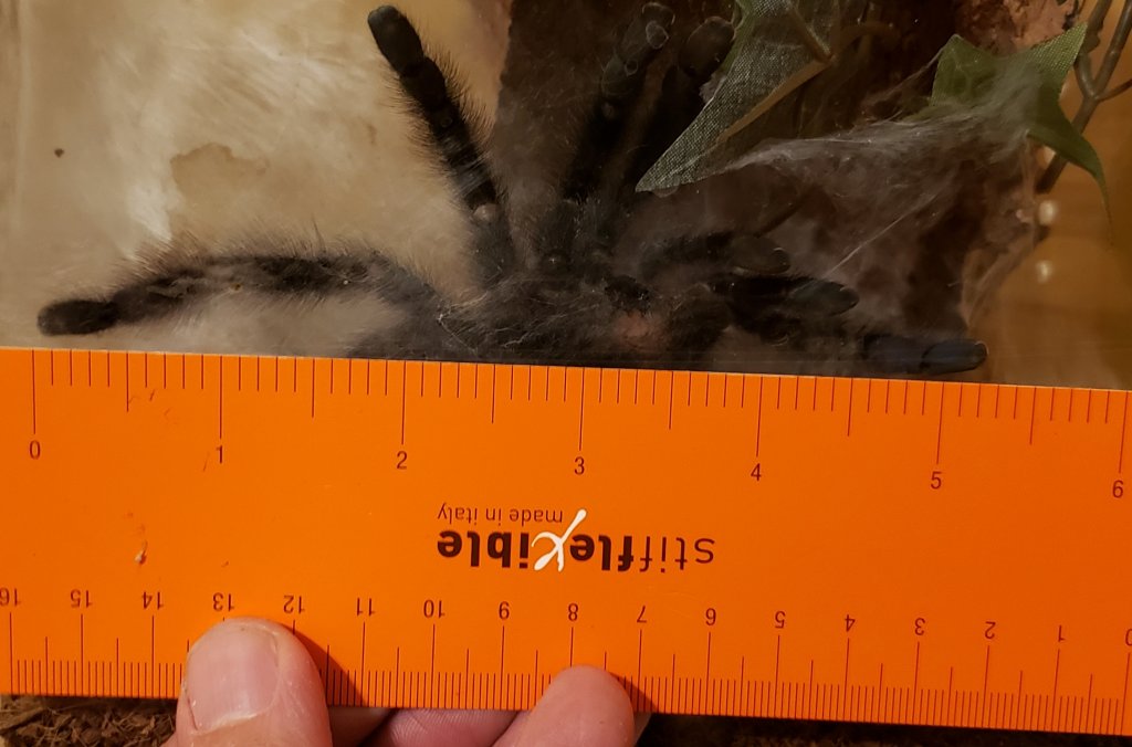A. Avic