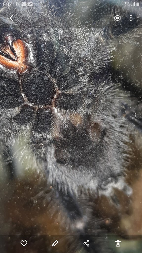 A. Avicularia 1 2nd shot.jpg