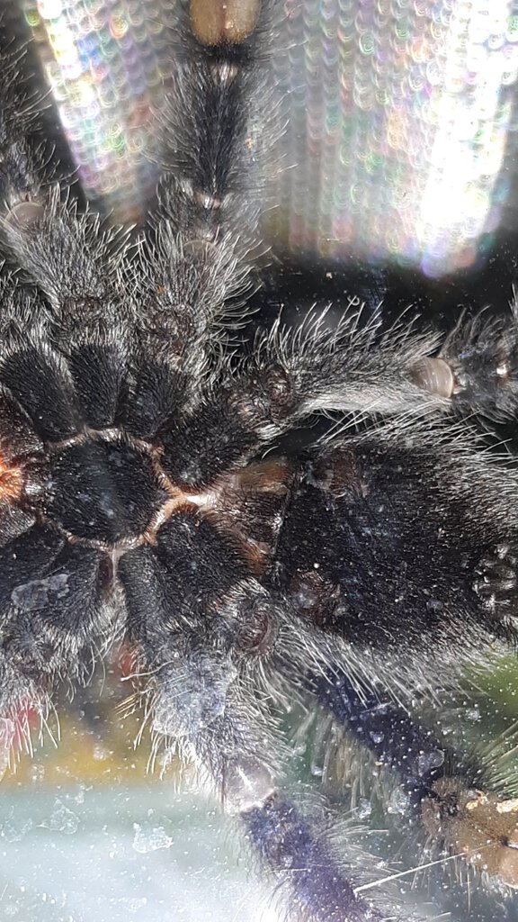 A. Avicularia 1.jpg