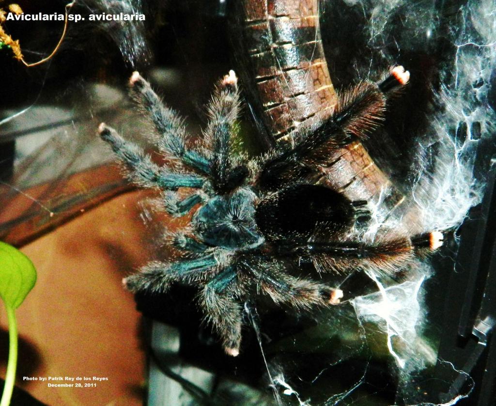 a avicularia 2 0434 signed