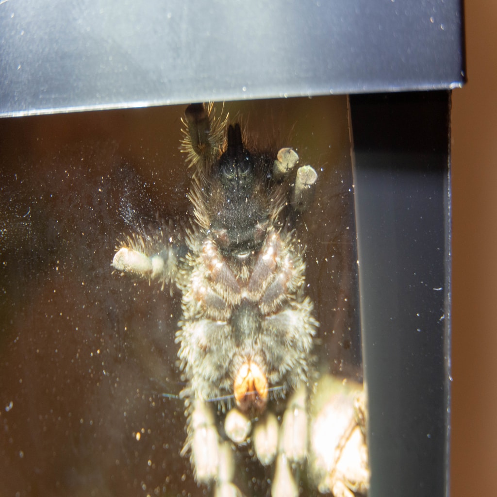 A. Avicularia 2.5" - 3" sexing