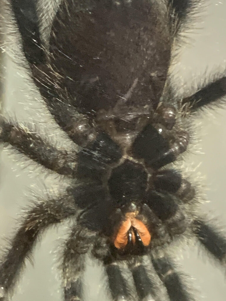 A. avicularia 2.5 inches