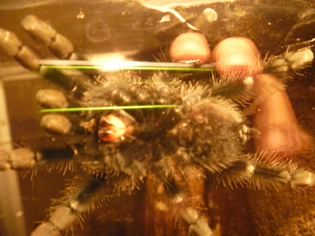 A. Avicularia, 2,8 Inches Plis Sex And Age