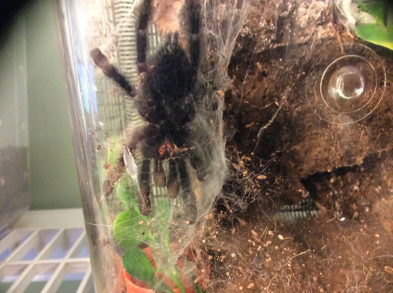 A. avicularia #2 "Adele"