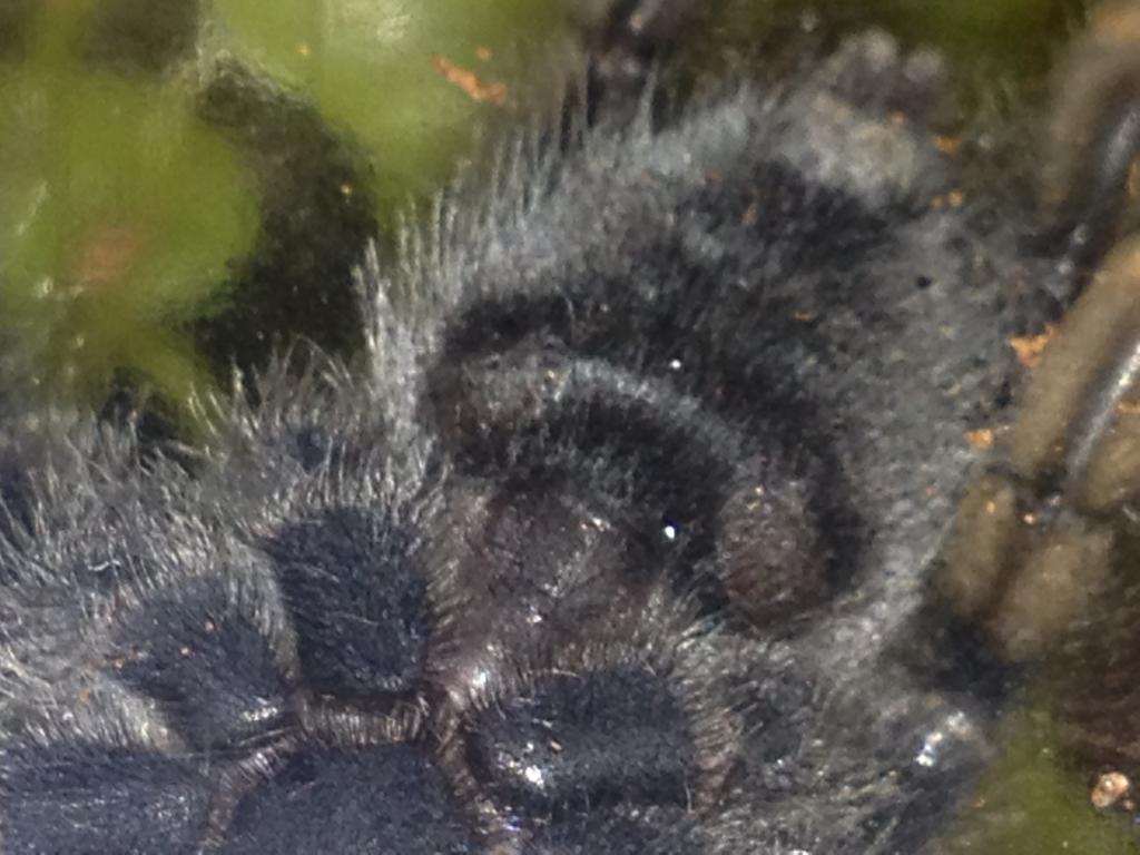 A. Avicularia. 2 inches