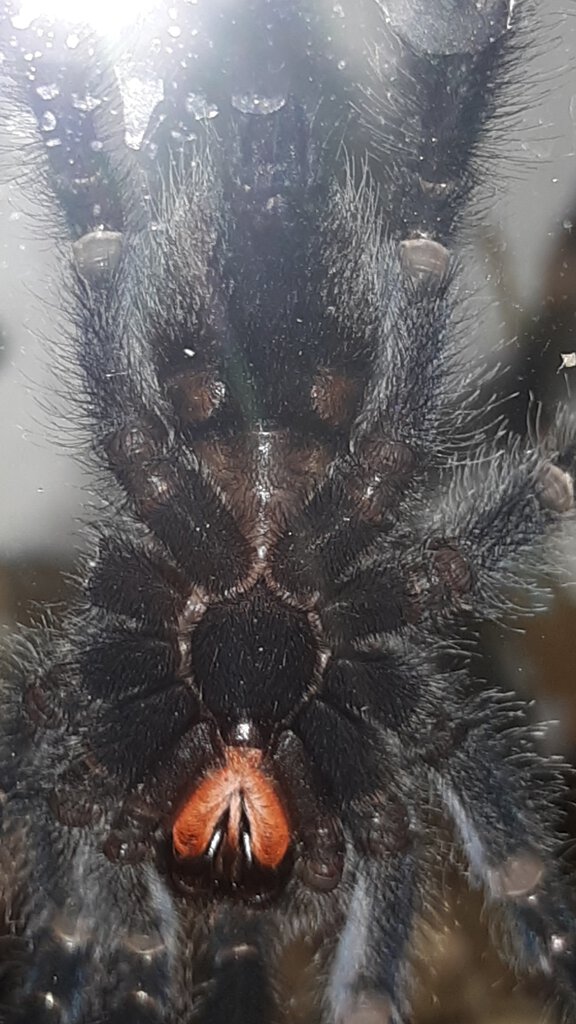 A. Avicularia 2.jpg