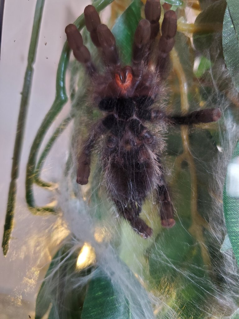 A. Avicularia - 3-3.5 in [ventral sexing]