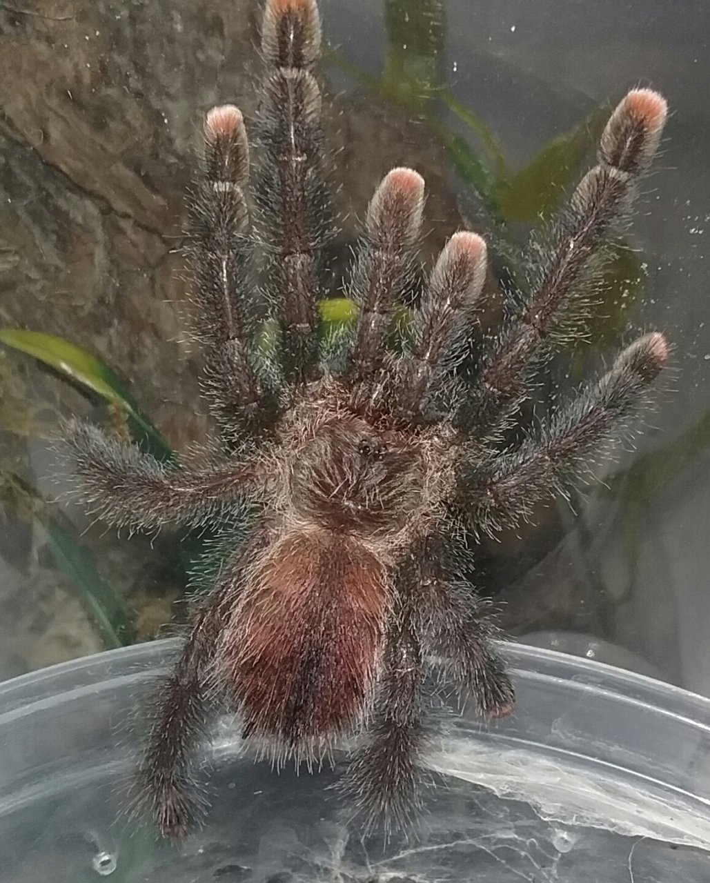 A. avicularia #5